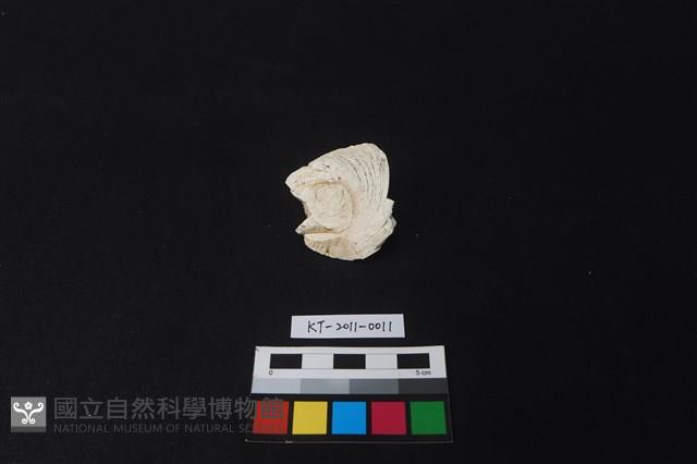 貝刮器藏品圖，第2張