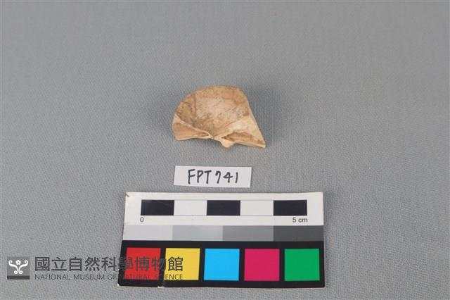 鯊魚骨藏品圖，第2張