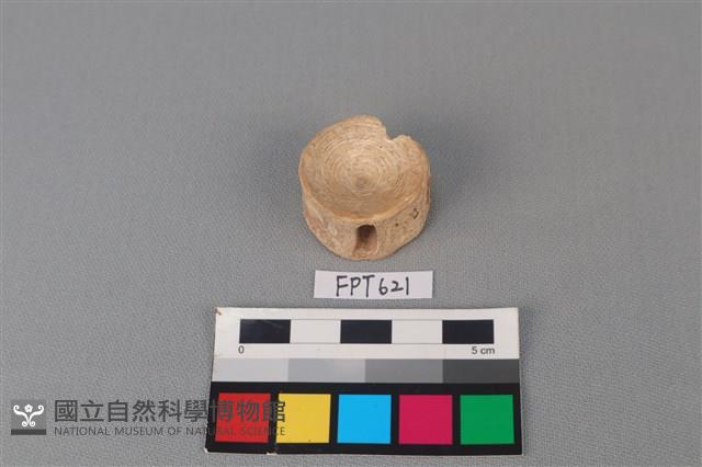 鯊魚骨藏品圖，第2張