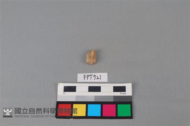 鹿骨藏品圖，第2張