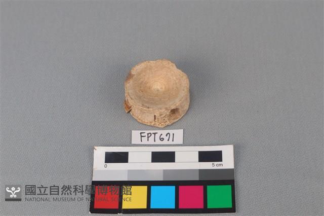 鯊魚骨藏品圖，第2張