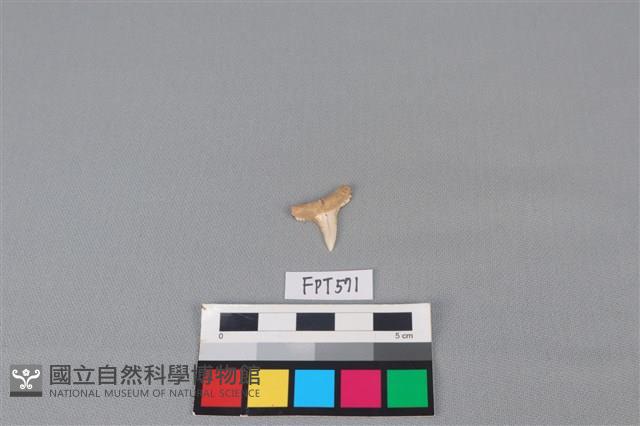 鯊魚骨藏品圖，第2張