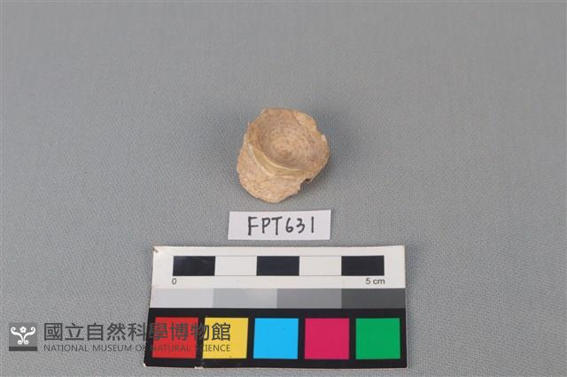 鯊魚骨藏品圖，第2張