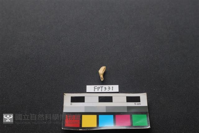 鹿骨藏品圖，第2張
