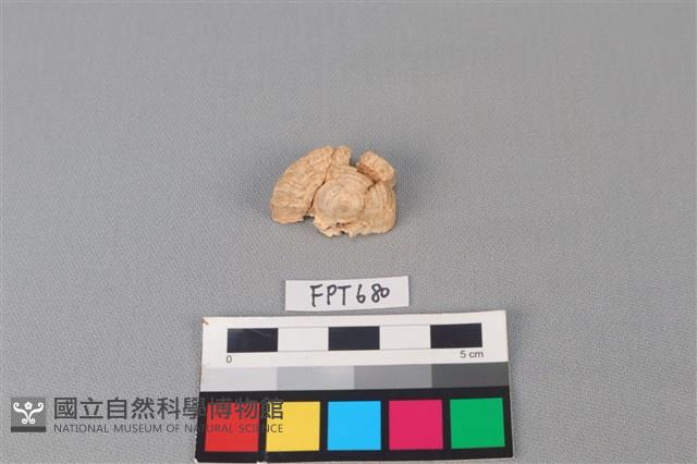 鯊魚骨藏品圖，第2張