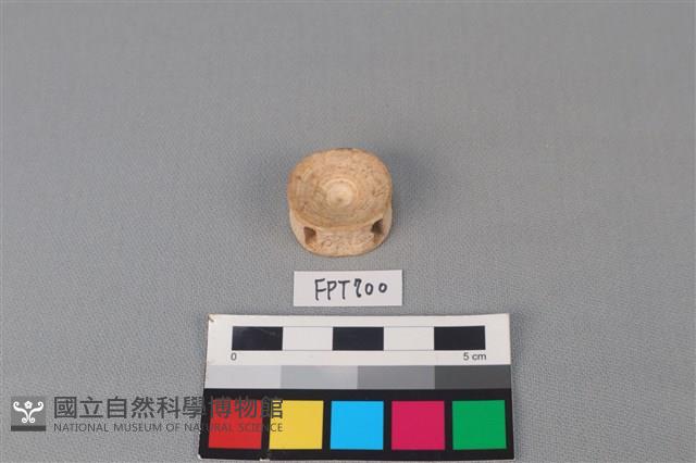 鯊魚骨藏品圖，第2張