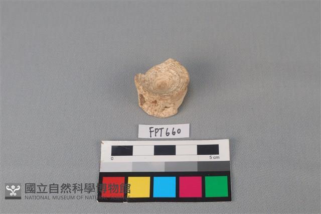 鯊魚骨藏品圖，第2張