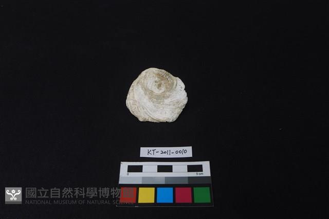 貝刮器藏品圖，第2張