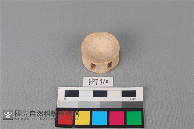 鯊魚骨藏品圖，第2張