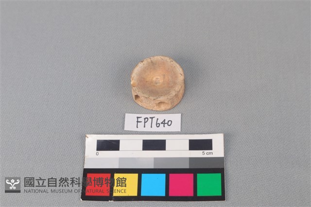 鯊魚骨藏品圖，第2張