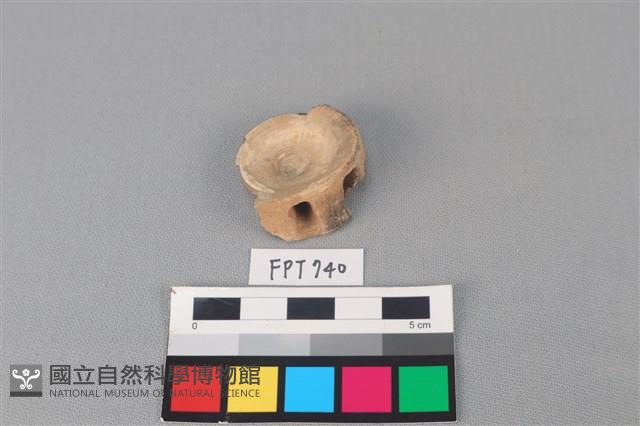 鯊魚骨藏品圖，第2張