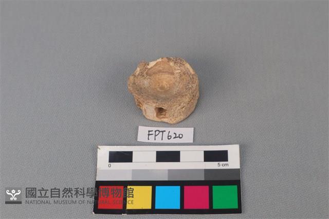 鯊魚骨藏品圖，第2張