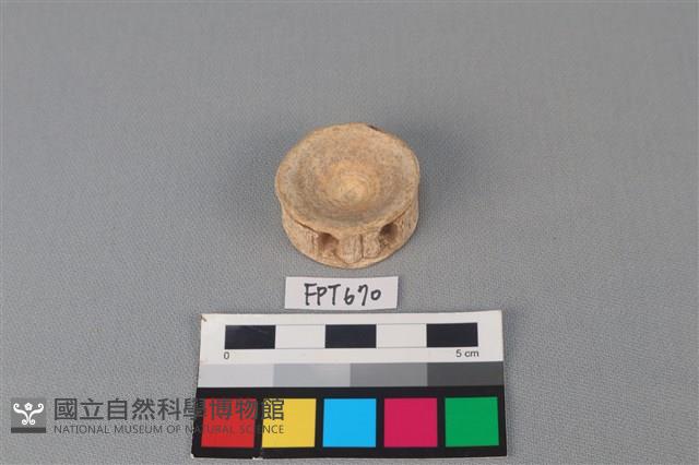 鯊魚骨藏品圖，第2張