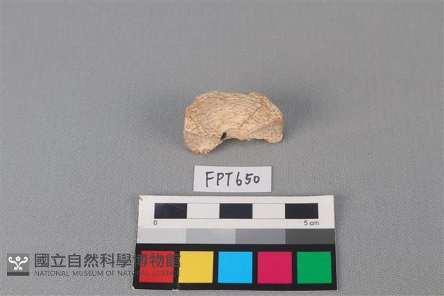 鯊魚骨藏品圖，第2張