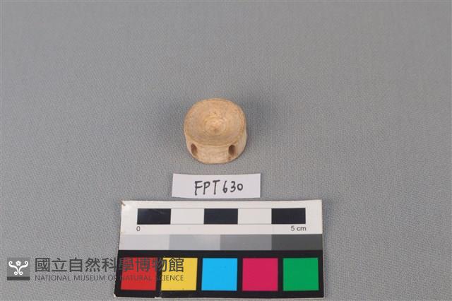 鯊魚骨藏品圖，第2張