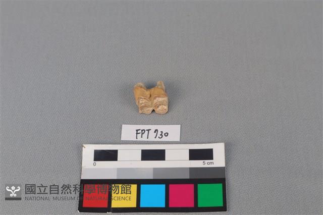 鹿骨藏品圖，第2張