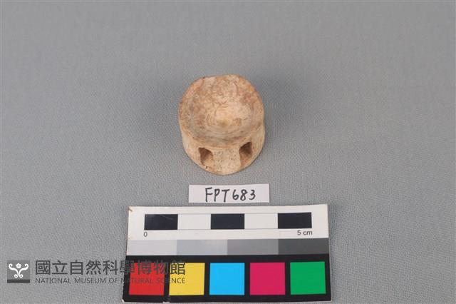 鯊魚骨藏品圖，第2張