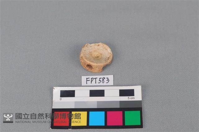 鯊魚骨藏品圖，第2張