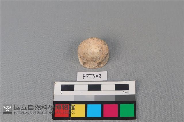 鯊魚骨藏品圖，第2張