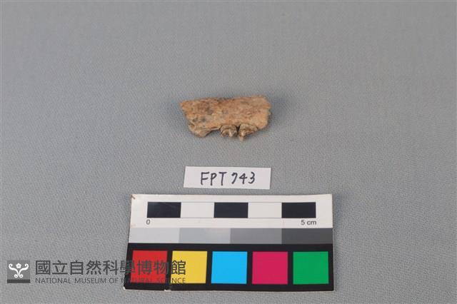 狗骨藏品圖，第2張