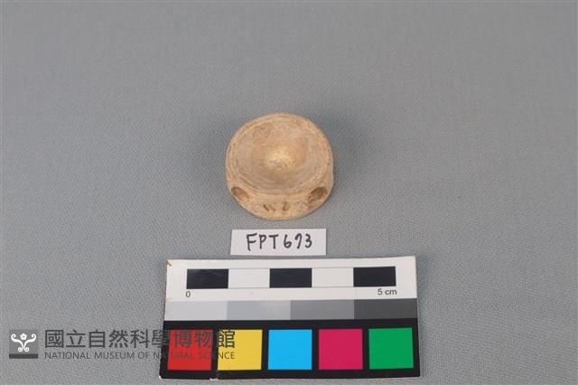 鯊魚骨藏品圖，第2張