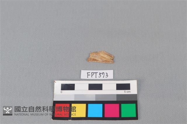 魚骨藏品圖，第2張