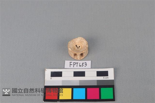 鯊魚骨藏品圖，第2張