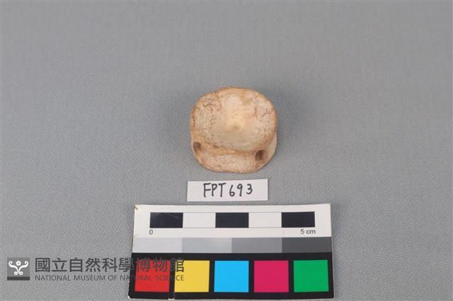 鯊魚骨藏品圖，第2張
