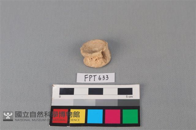 鯊魚骨藏品圖，第2張