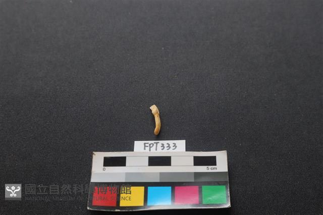鹿骨藏品圖，第2張