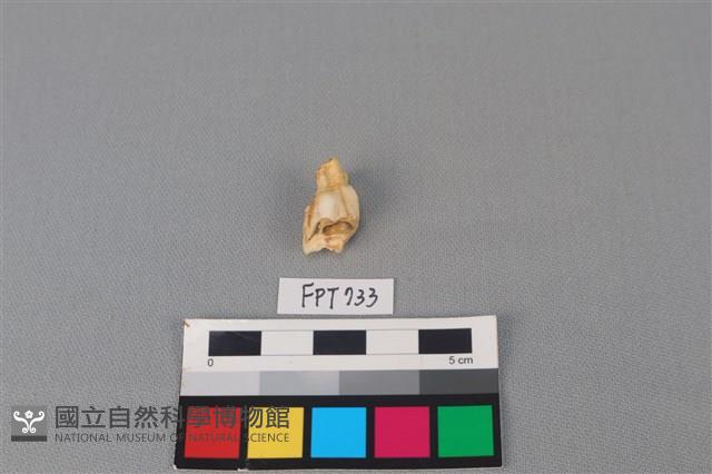 鹿骨藏品圖，第2張
