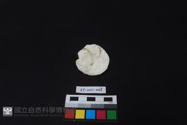 貝刮器藏品圖，第2張