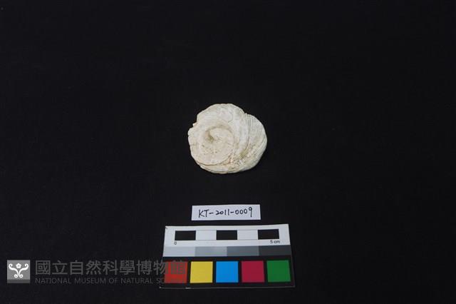 貝刮器藏品圖，第2張