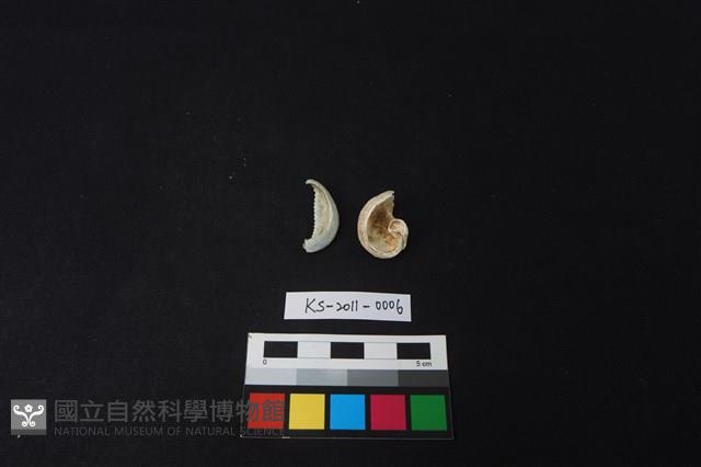 貝殼藏品圖，第2張