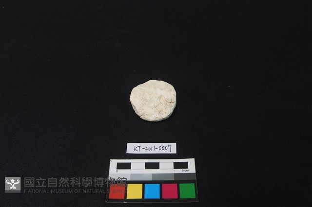 貝核藏品圖，第2張