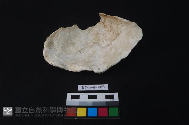 貝殼藏品圖，第2張