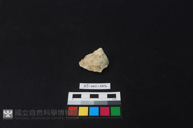 貝殼藏品圖，第3張