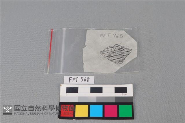 陶片藏品圖，第3張