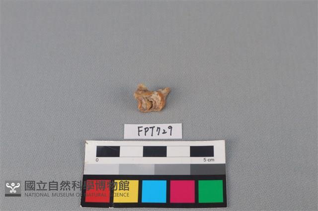 鹿骨藏品圖，第3張