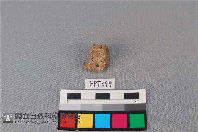 魚骨藏品圖，第3張