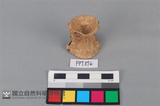 魚骨藏品圖，第3張