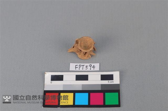 魚骨藏品圖，第3張