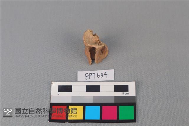 魚骨藏品圖，第3張