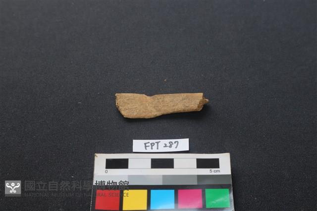 哺乳類動物骨藏品圖，第2張