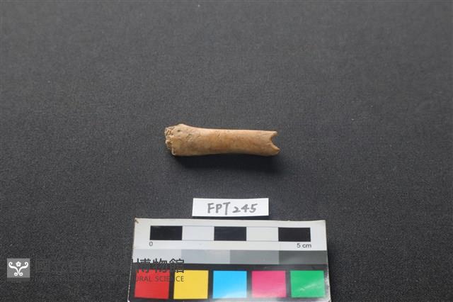 哺乳類動物骨藏品圖，第2張