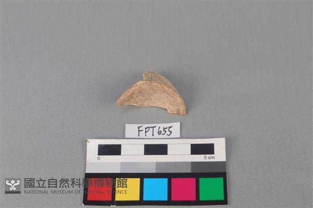鯊魚骨藏品圖，第3張