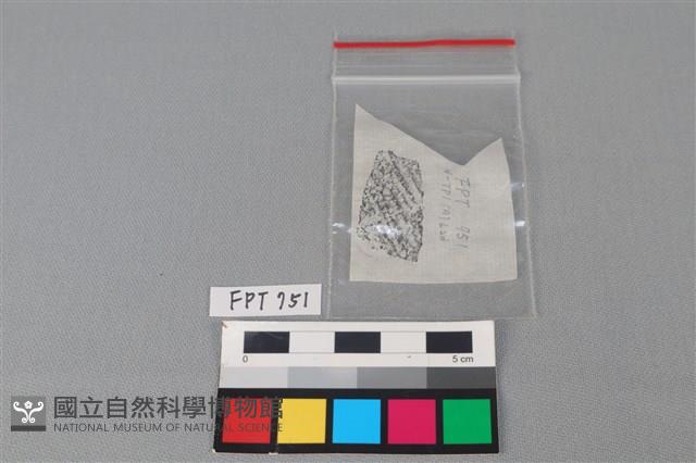 陶片藏品圖，第3張