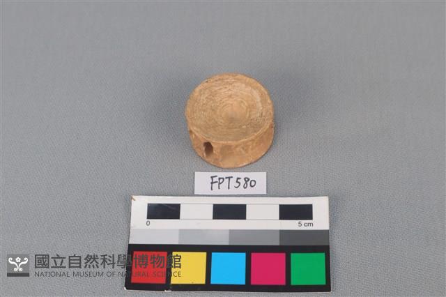 鯊魚骨藏品圖，第2張