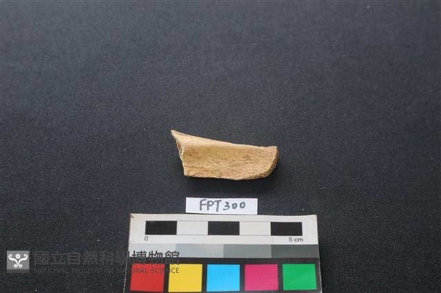 偶蹄類動物骨藏品圖，第2張