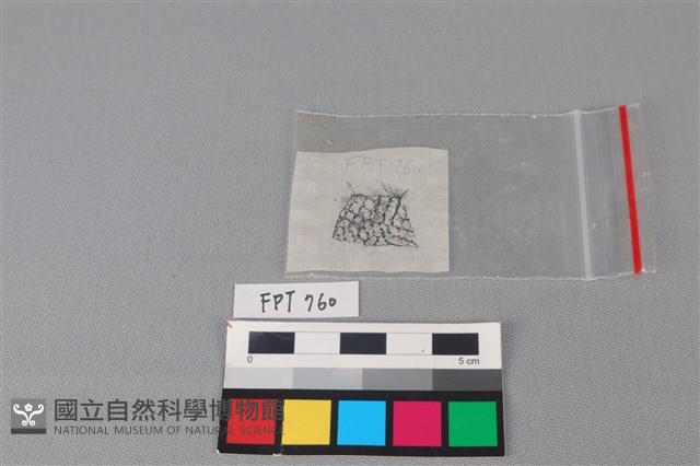 陶片藏品圖，第3張